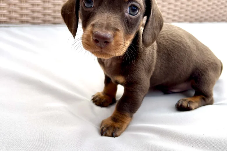 Dachshund (Miniature Smooth Haired)