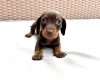 Dachshund (Miniature Smooth Haired)