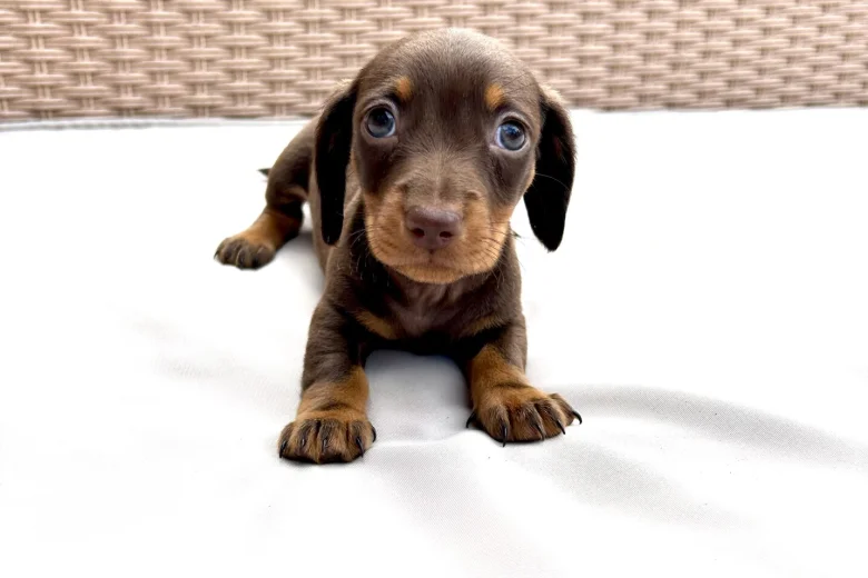 Dachshund (Miniature Smooth Haired)