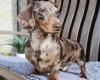 Dachshund (Miniature Smooth Haired)