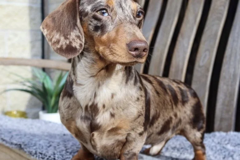 Dachshund (Miniature Smooth Haired)