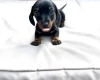 Dachshund (Miniature Smooth Haired)