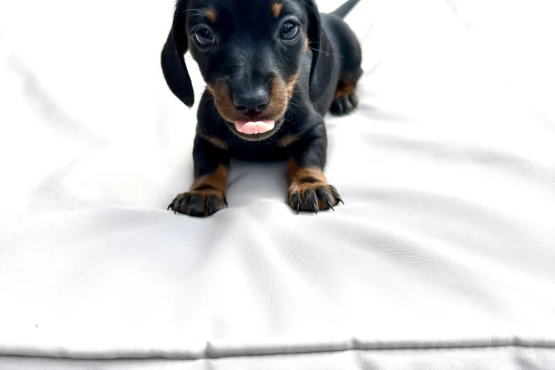 Dachshund (Miniature Smooth Haired)