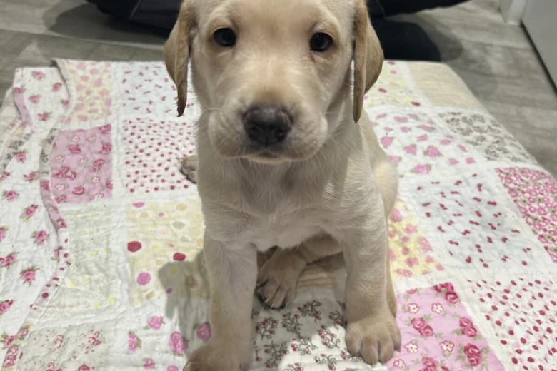 Labrador Retriever