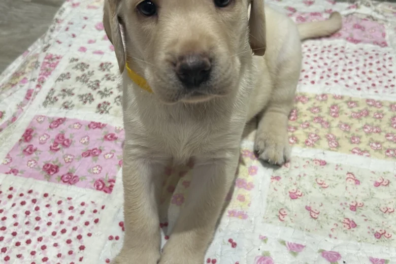 Labrador Retriever