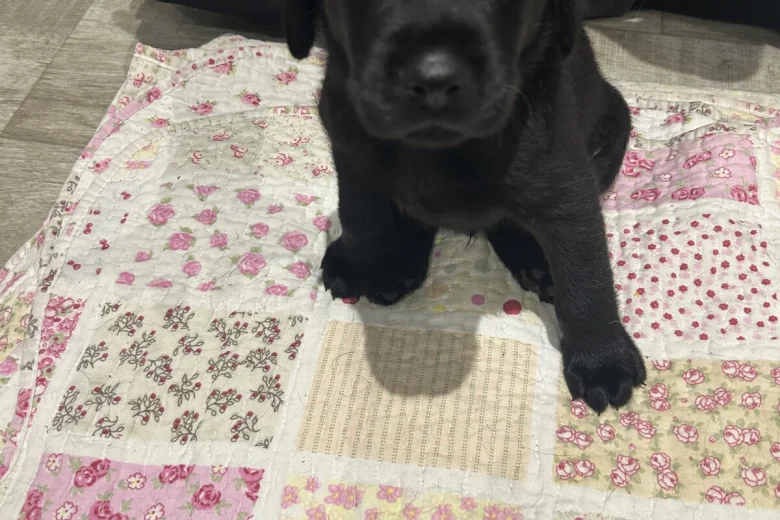 Labrador Retriever