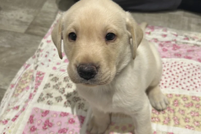 Labrador Retriever