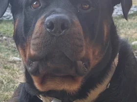 Rottweiler