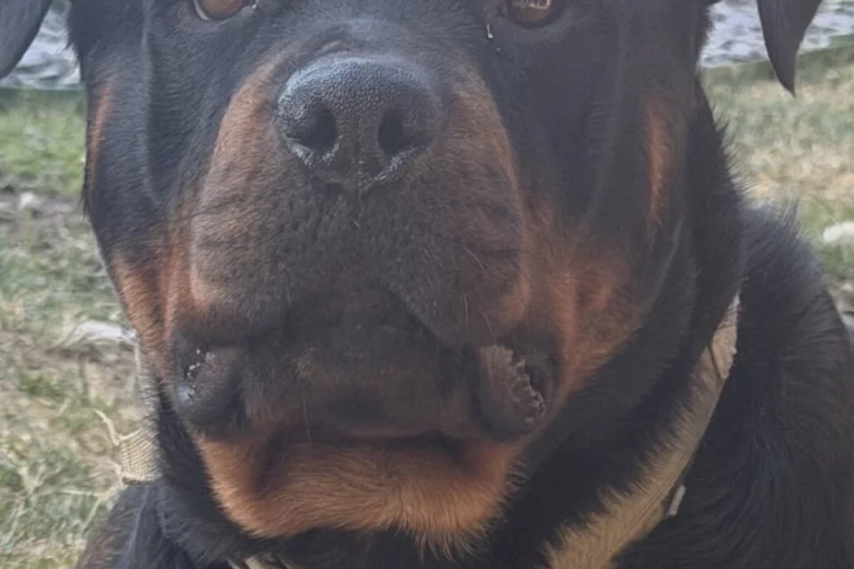 Rottweiler