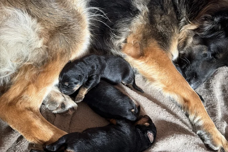 Rottweiler