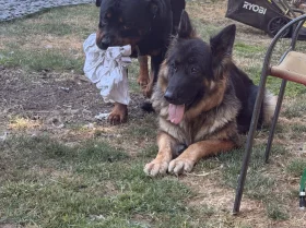 Rottweiler
