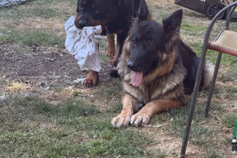 Rottweiler