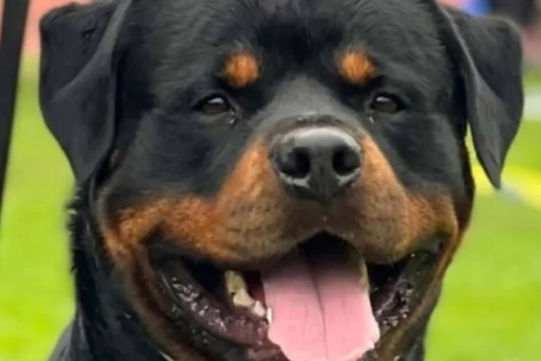 Rottweiler