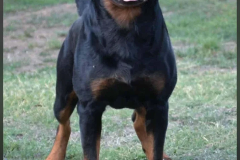 Rottweiler