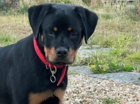 Rottweiler