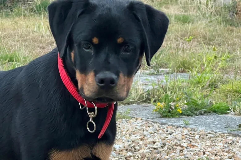Rottweiler