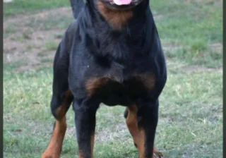 Stud