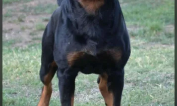 Rottweiler