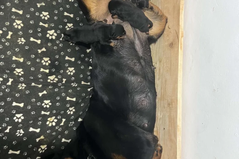 Rottweiler