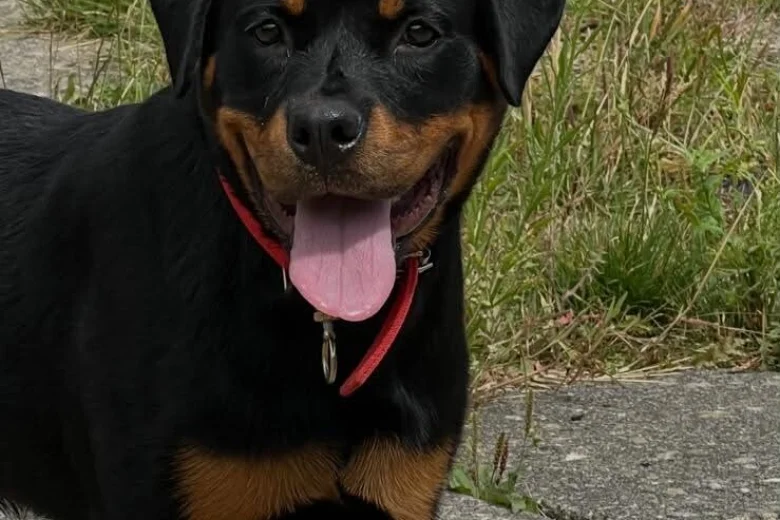 Rottweiler