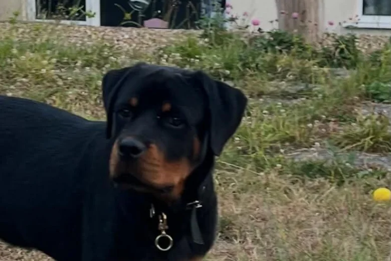 Rottweiler