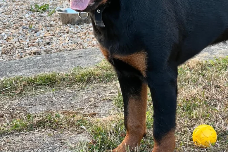 Rottweiler