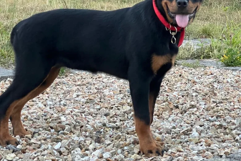 Rottweiler
