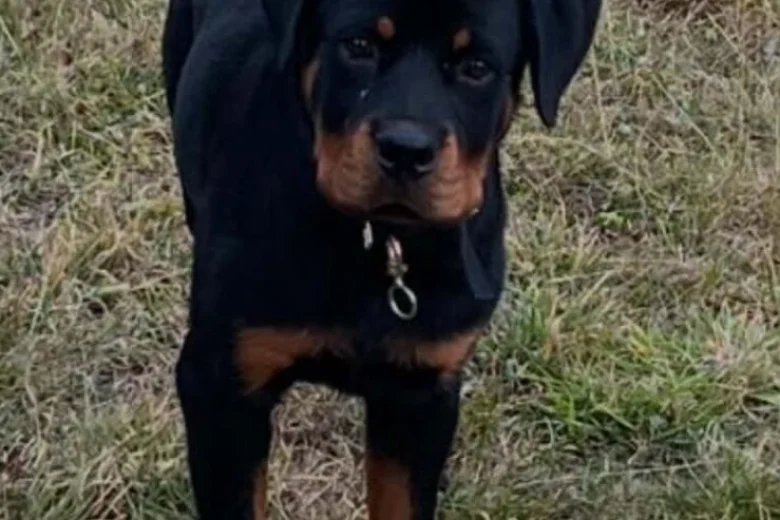 Rottweiler