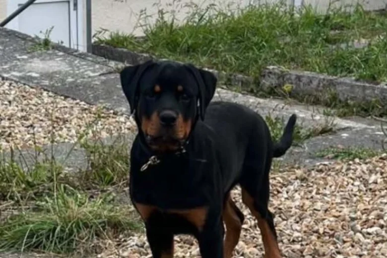 Rottweiler