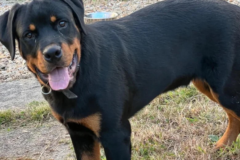 Rottweiler