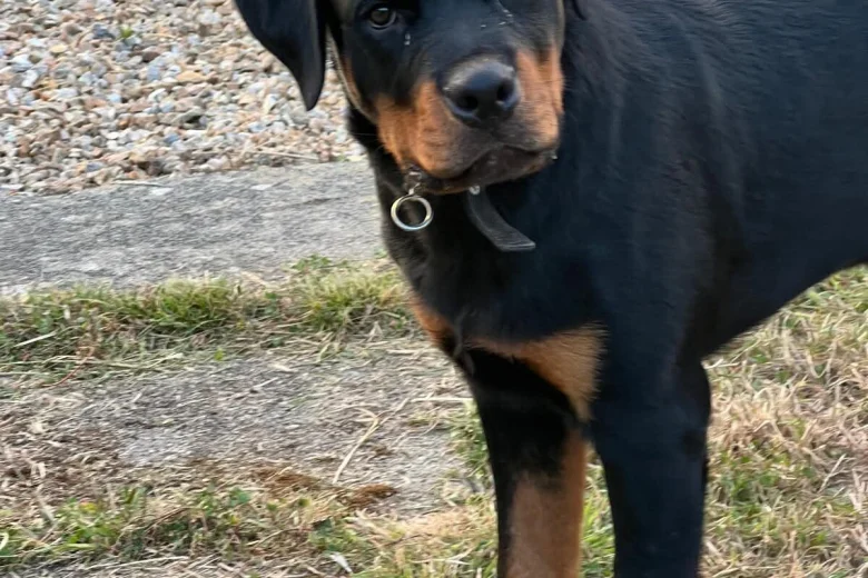 Rottweiler