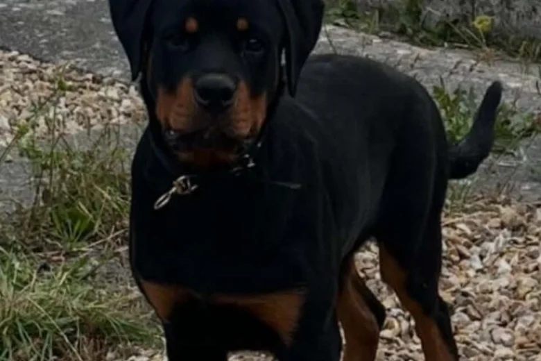 Rottweiler