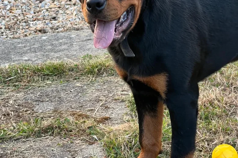 Rottweiler