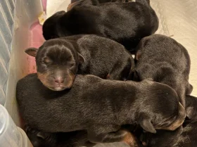 Rottweiler