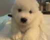 Samoyed