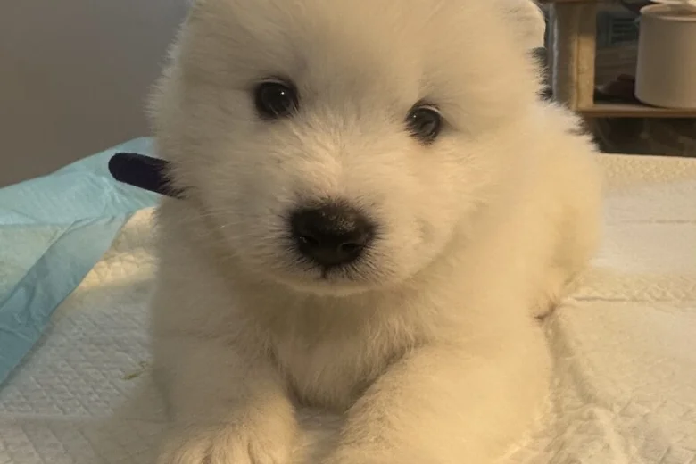 Samoyed