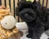 Schnoodle