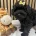 Schnoodle