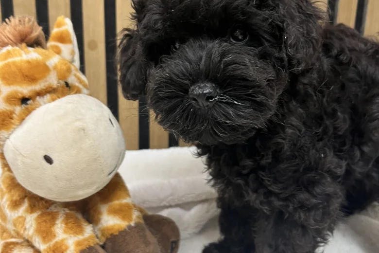 Schnoodle