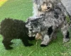 Schnoodle