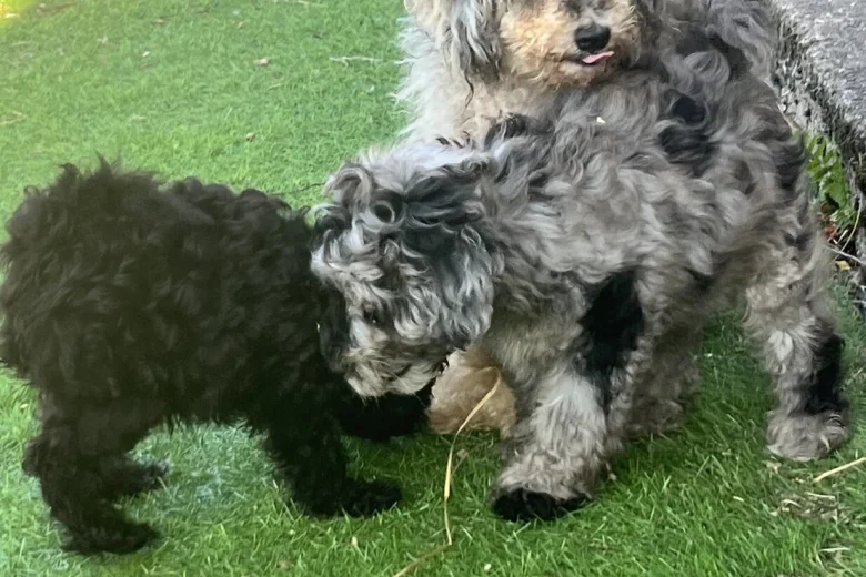 Schnoodle