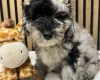 Schnoodle