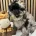 Schnoodle