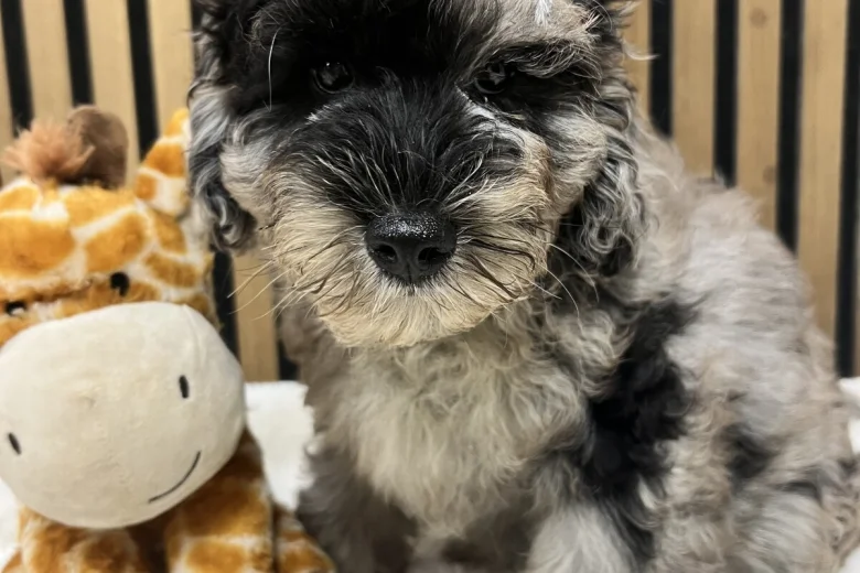 Schnoodle