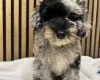 Schnoodle