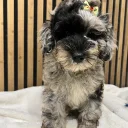 Schnoodle