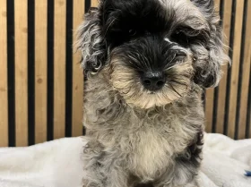 Schnoodle