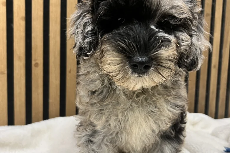 Schnoodle