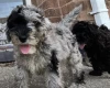 Schnoodle