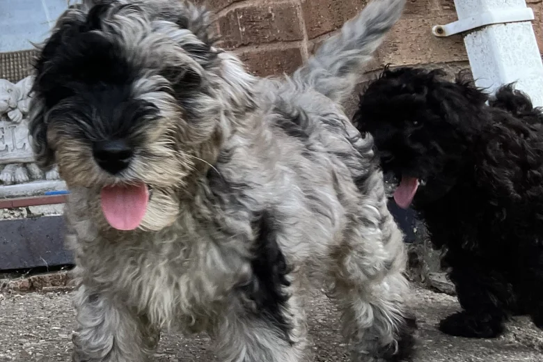 Schnoodle